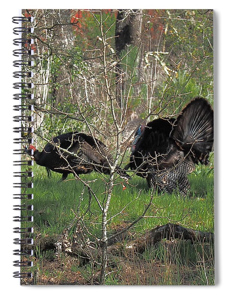 Animal Spiral Notebook featuring the photograph Gobbler Strutting by Richard Thomas