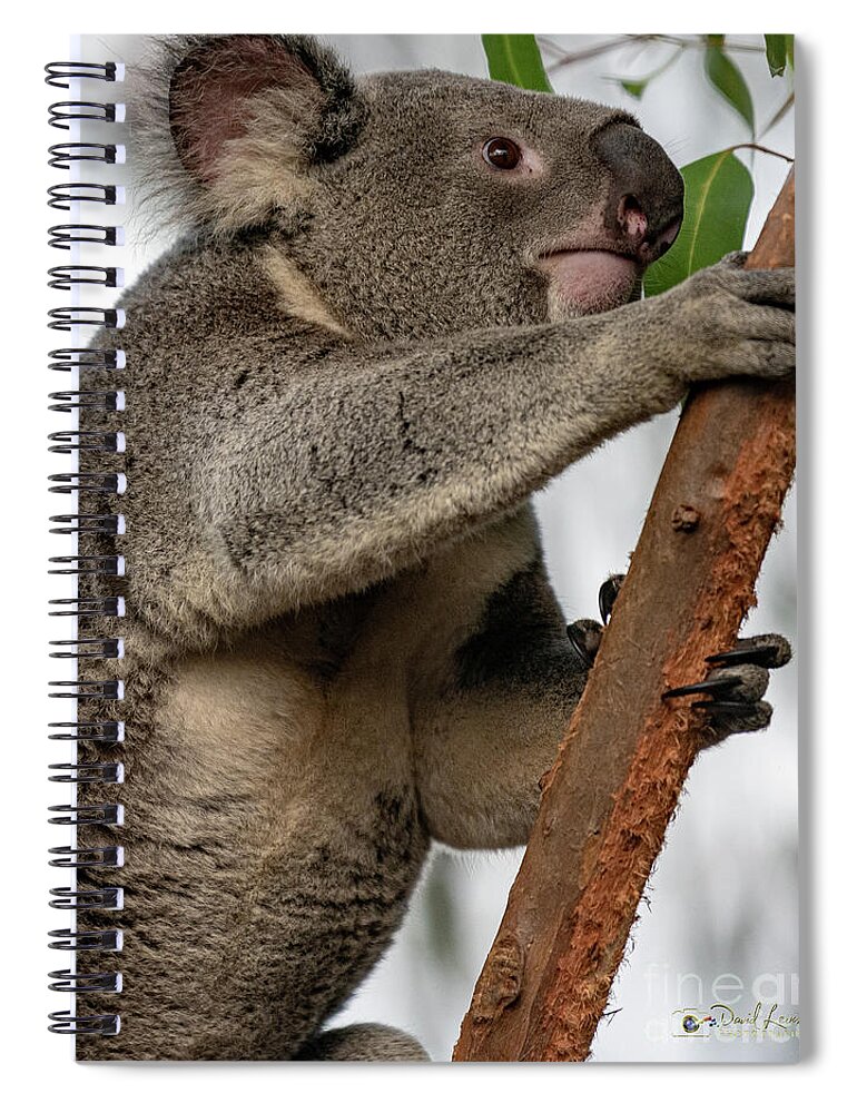 San Diego Zoo Spiral Notebook featuring the photograph Going Up by David Levin