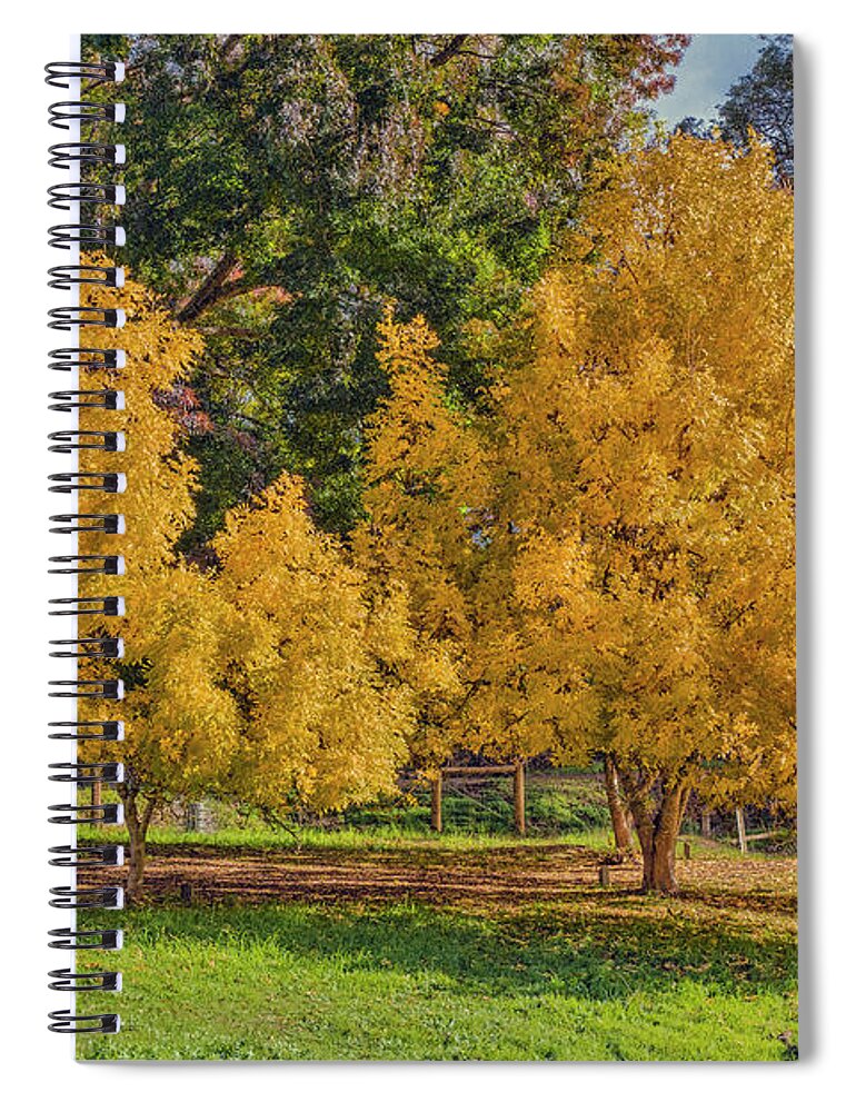 Tree Spiral Notebook featuring the photograph Golden Ash Trees #2 by Elaine Teague