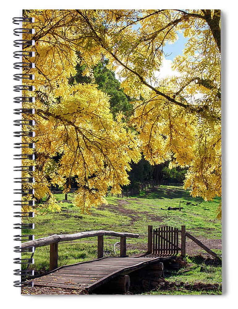 Trees Spiral Notebook featuring the photograph Golden Ash Trees #3 by Elaine Teague