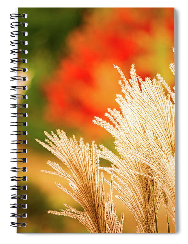 New Hampshire Spiral Notebook featuring the photograph Golden Autumn Grass by Jeff Sinon