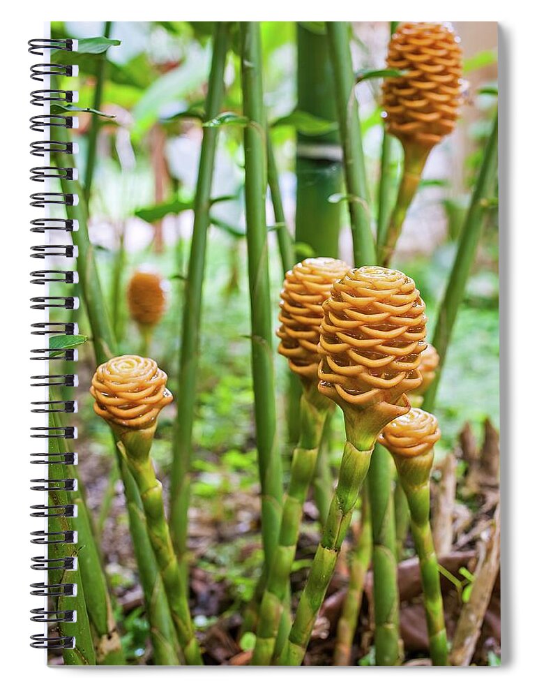 Close Up Spiral Notebook featuring the photograph Golden beehive ginger Zingiber spectabile griff, Beautiful trop by Henri Leduc