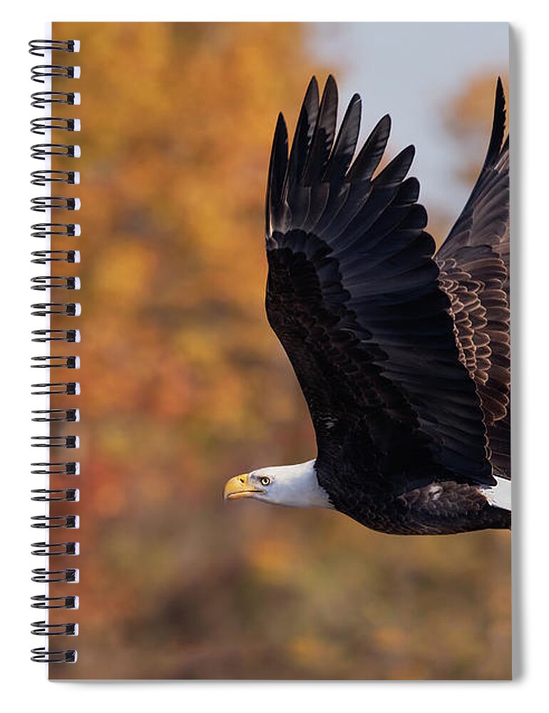 Bald Eagle Spiral Notebook featuring the photograph Golden Flight by Art Cole