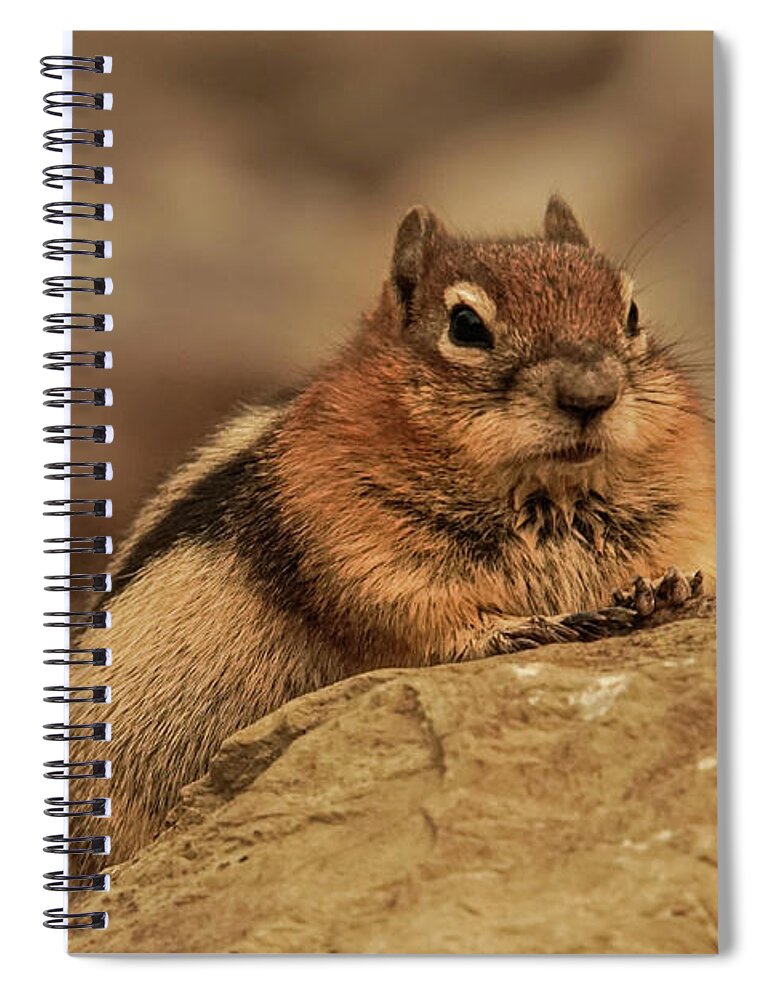 Golden-mantled Ground Squirrel Spiral Notebook featuring the photograph Golden-mantled Ground Squirrel Portrait by Nancy Gleason