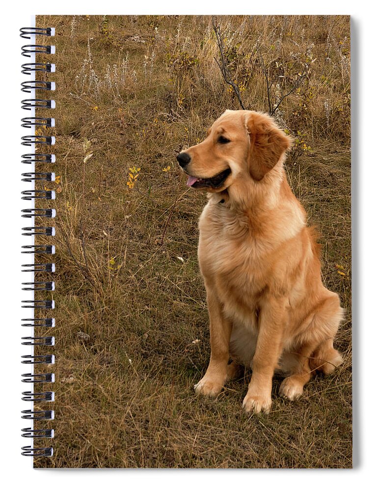Dog Spiral Notebook featuring the photograph Golden Retriever Smiling by Karen Rispin