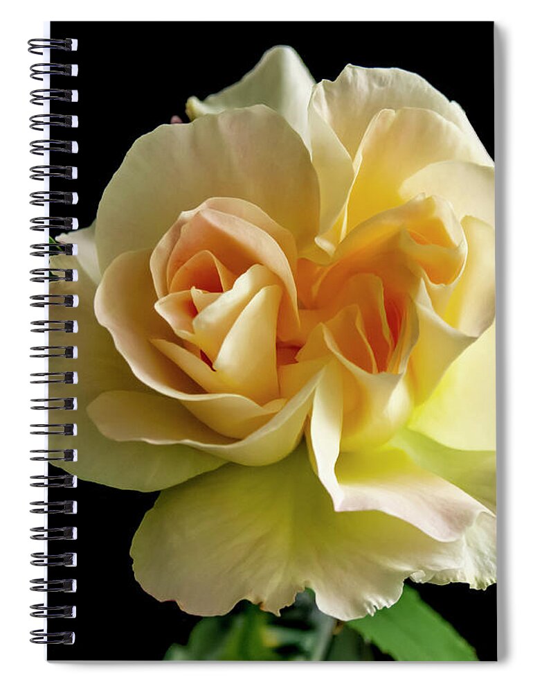 Flower Spiral Notebook featuring the photograph Golden Rose by Cathy Kovarik