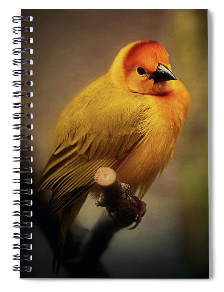 Yellow Spiral Notebook featuring the photograph Golden Weaver by Maria Angelica Maira