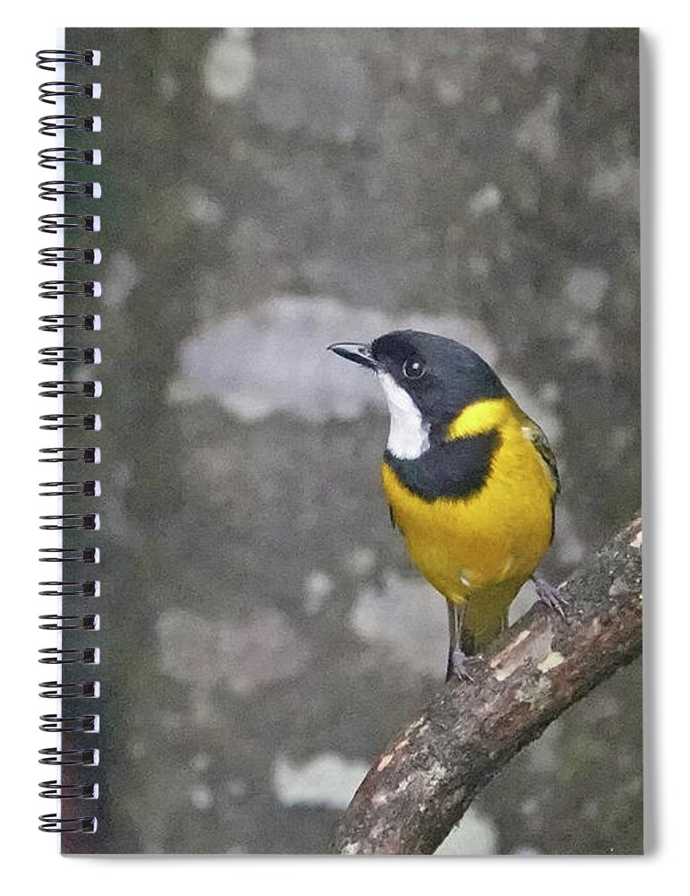 Animals Spiral Notebook featuring the photograph Golden Whistler Perched by Maryse Jansen