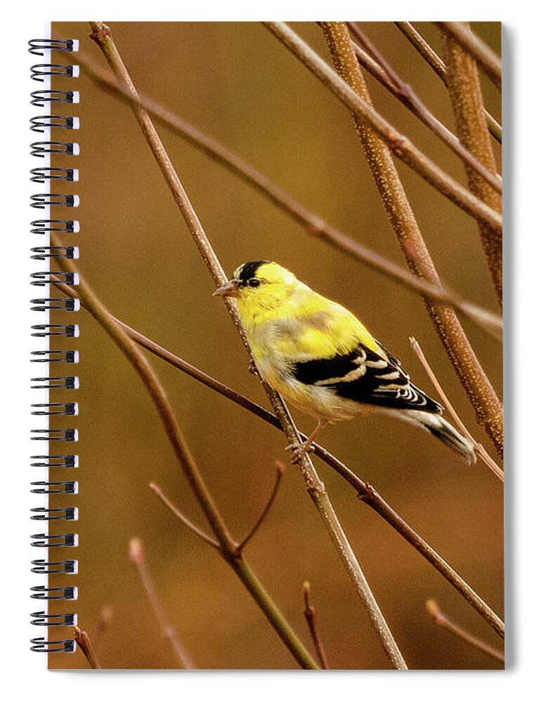 American Gold Finch Spiral Notebook featuring the photograph Goldfinch in the Dogwood 1 by Joni Eskridge