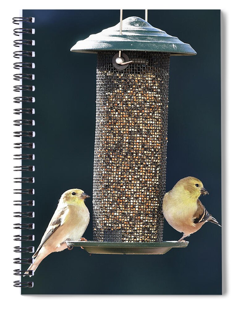 Goldfinch Spiral Notebook featuring the photograph Goldfinches at the Feeder by Ben Foster