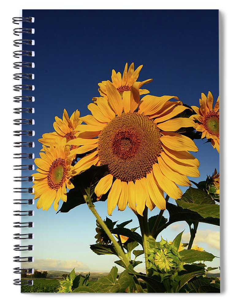 Morning Spiral Notebook featuring the photograph Good morning at sunrise by Arik Baltinester