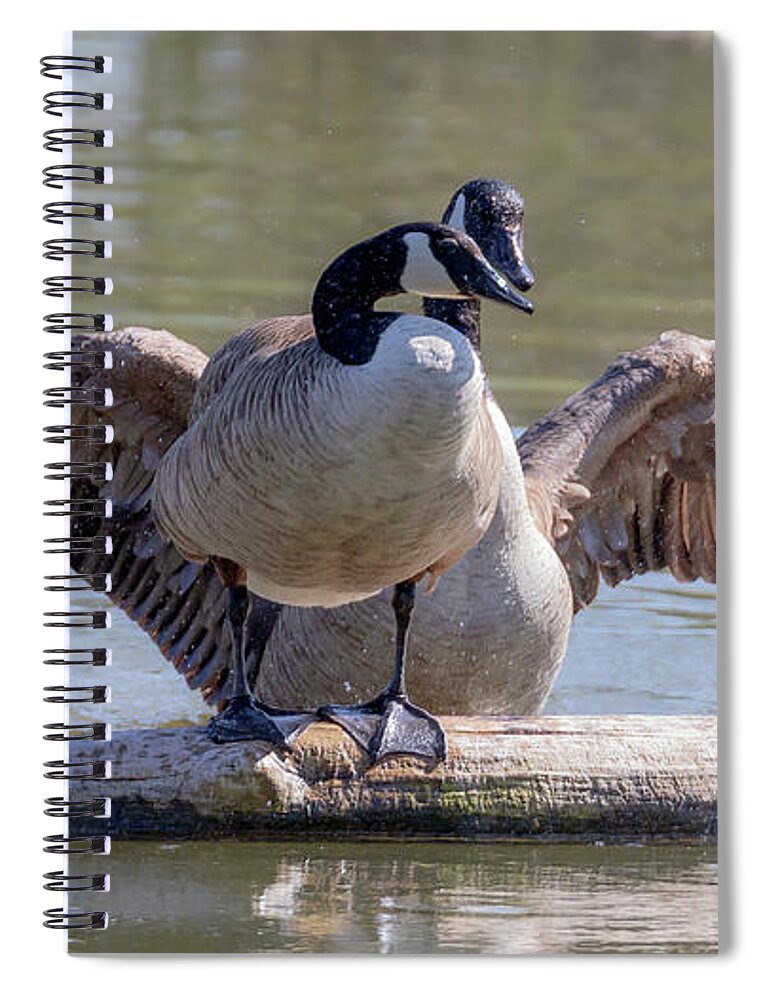 Canada Geese Spiral Notebook featuring the photograph Goose Hugs - Canada Goose Mating Behavior by Susan Rissi Tregoning