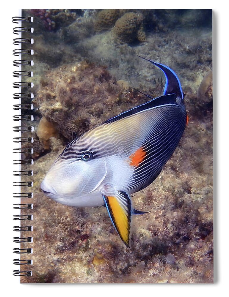 Underwater Spiral Notebook featuring the photograph Gorgeous Red Sea Sohal Surgeonfish by Johanna Hurmerinta