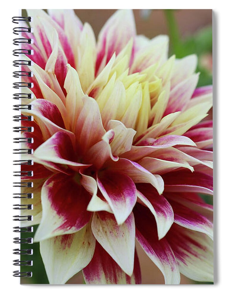 Garden Spiral Notebook featuring the photograph Gracefully Unfolding II by Mary Anne Delgado