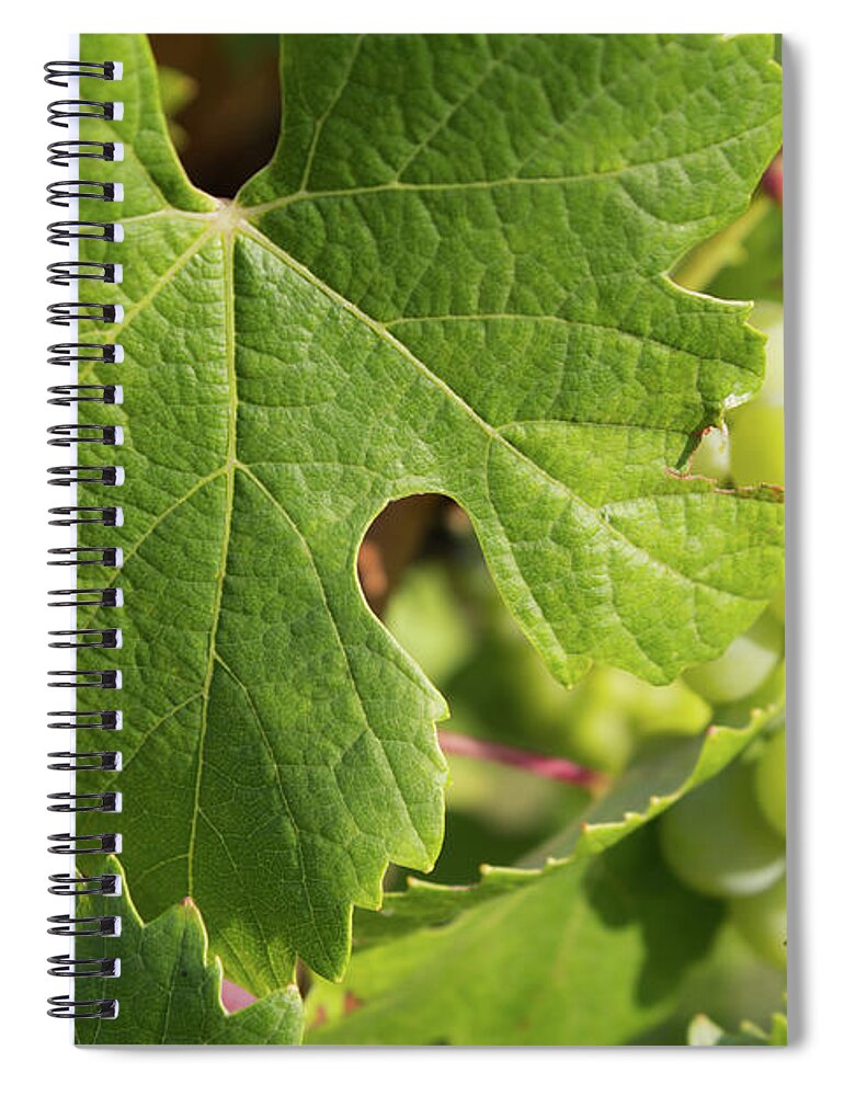 Grape Leaf Spiral Notebook featuring the photograph Grape leaf by Fabiano Di Paolo