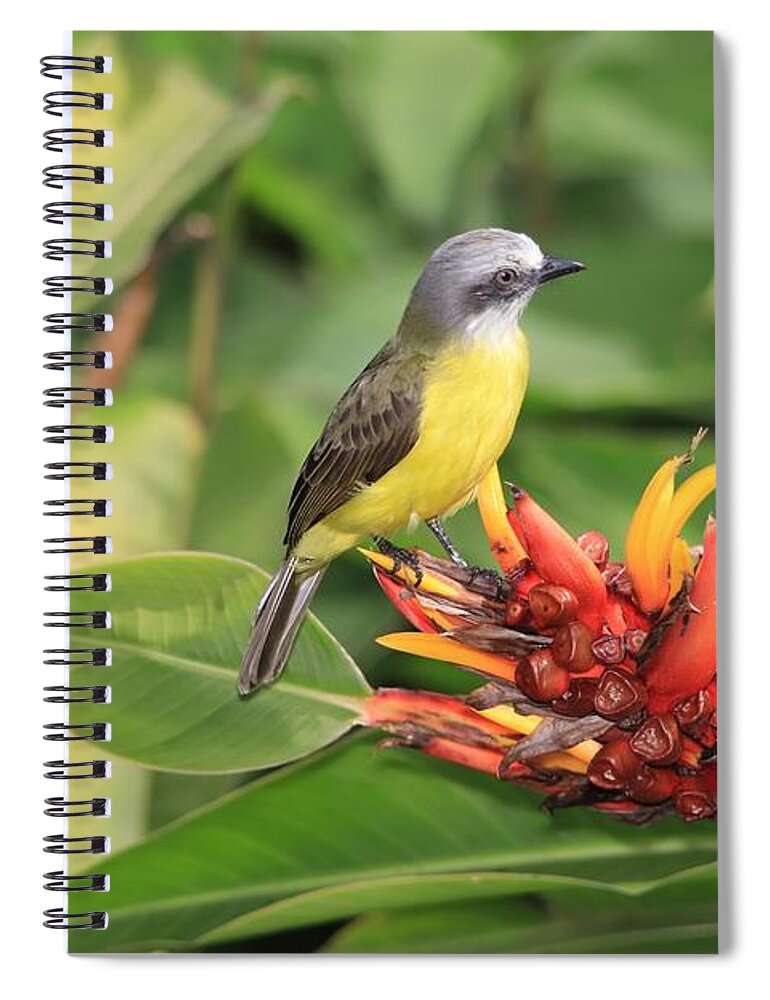 Gray-capped Flycatcher Spiral Notebook featuring the photograph Gray-capped Flycatcher Costa Rica by Marlin and Laura Hum