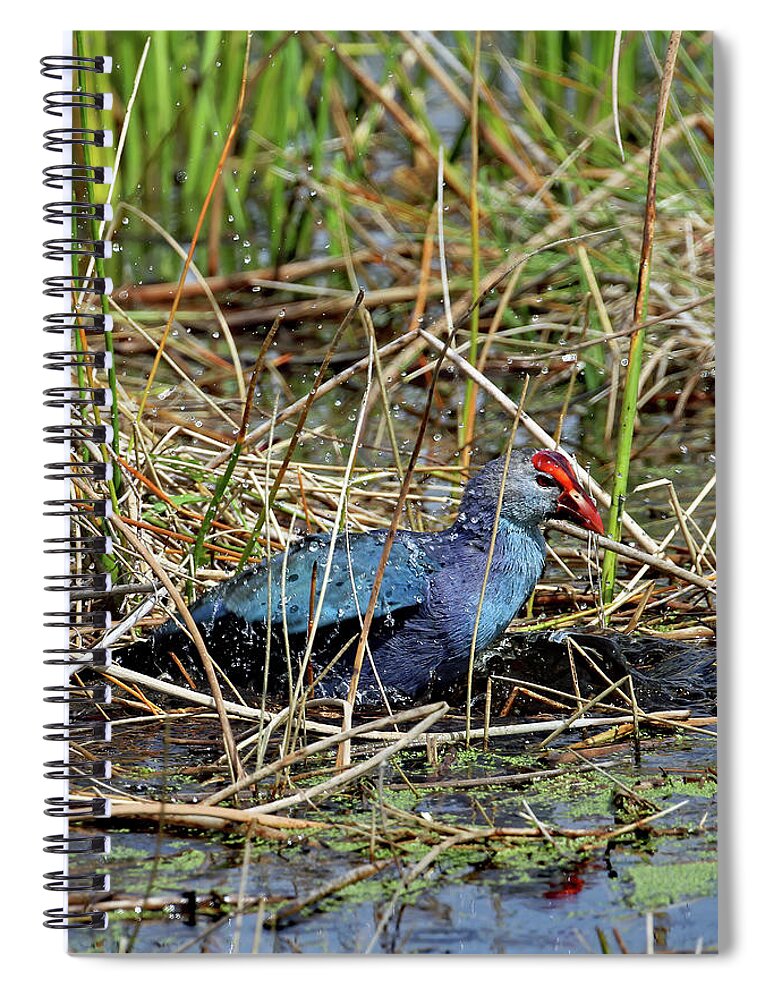 Florida Spiral Notebook featuring the photograph Gray Head Bathing by Jennifer Robin