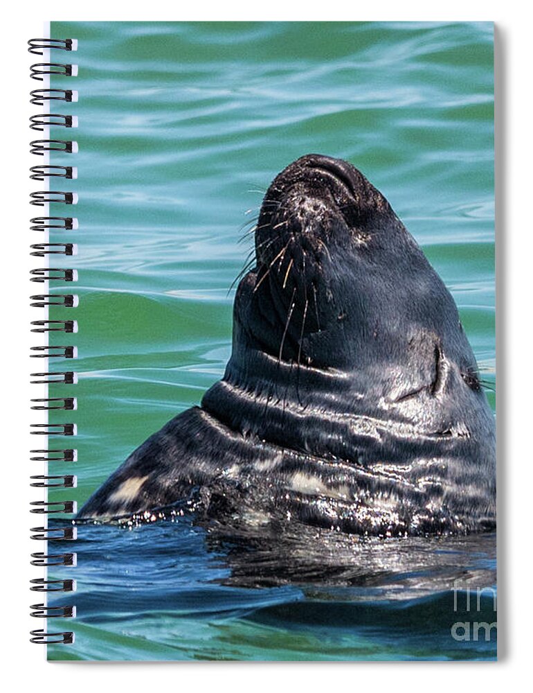 Seal Spiral Notebook featuring the photograph Gray Seal Sleeping by Lorraine Cosgrove
