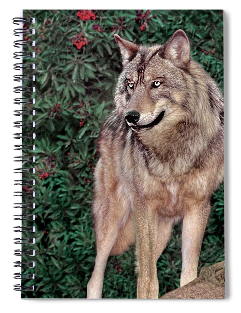 Gray Wolf Spiral Notebook featuring the photograph Gray Wolf Endangered Species Wildlife Rescue by Dave Welling