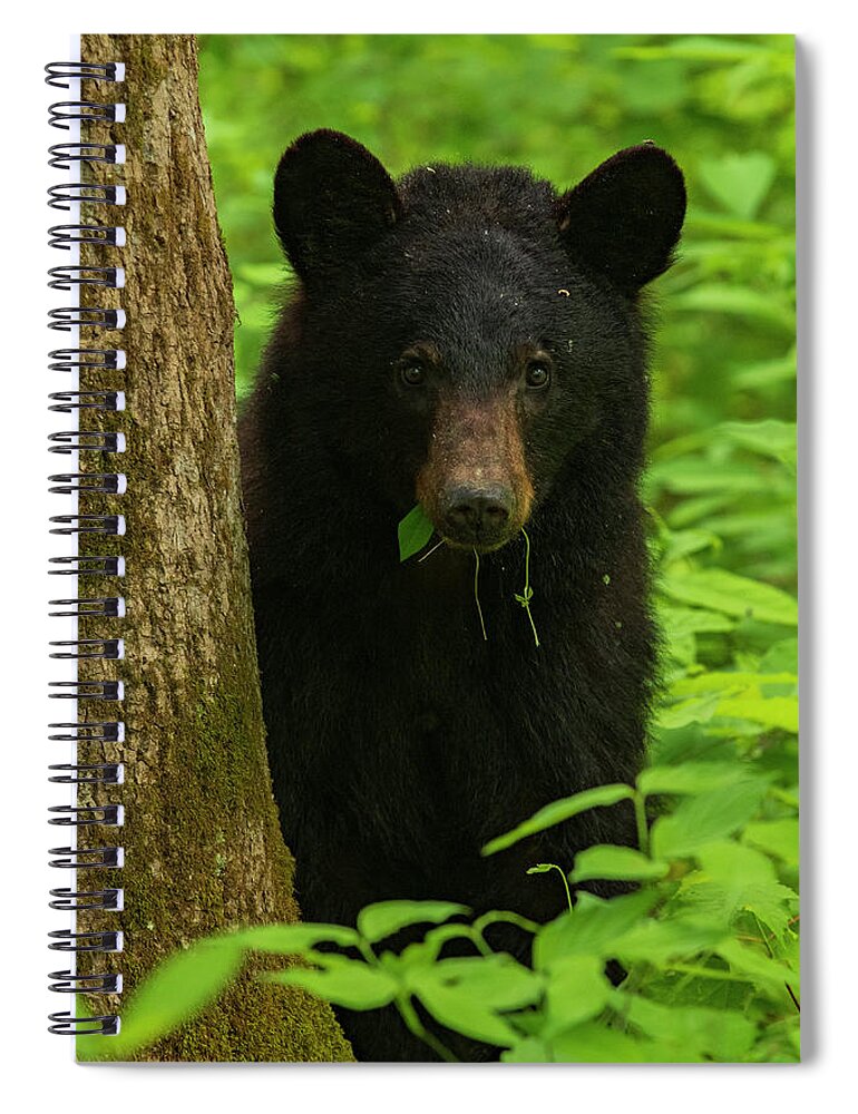 Great Smoky Mountains National Park Spiral Notebook featuring the photograph Grazing Black Bear by Melissa Southern
