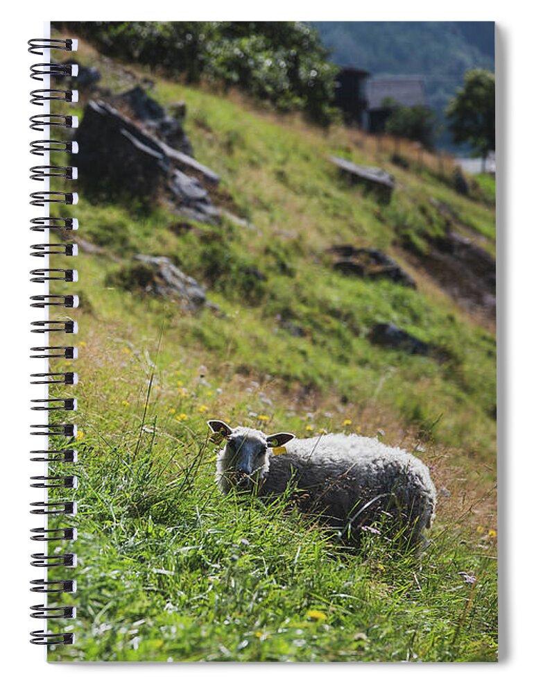 Sheep Spiral Notebook featuring the photograph Grazing Sheep by Nicklas Gustafsson