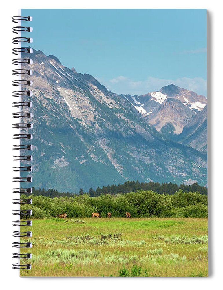 Elk Spiral Notebook featuring the photograph Grazing Teton Elk by Tara Krauss