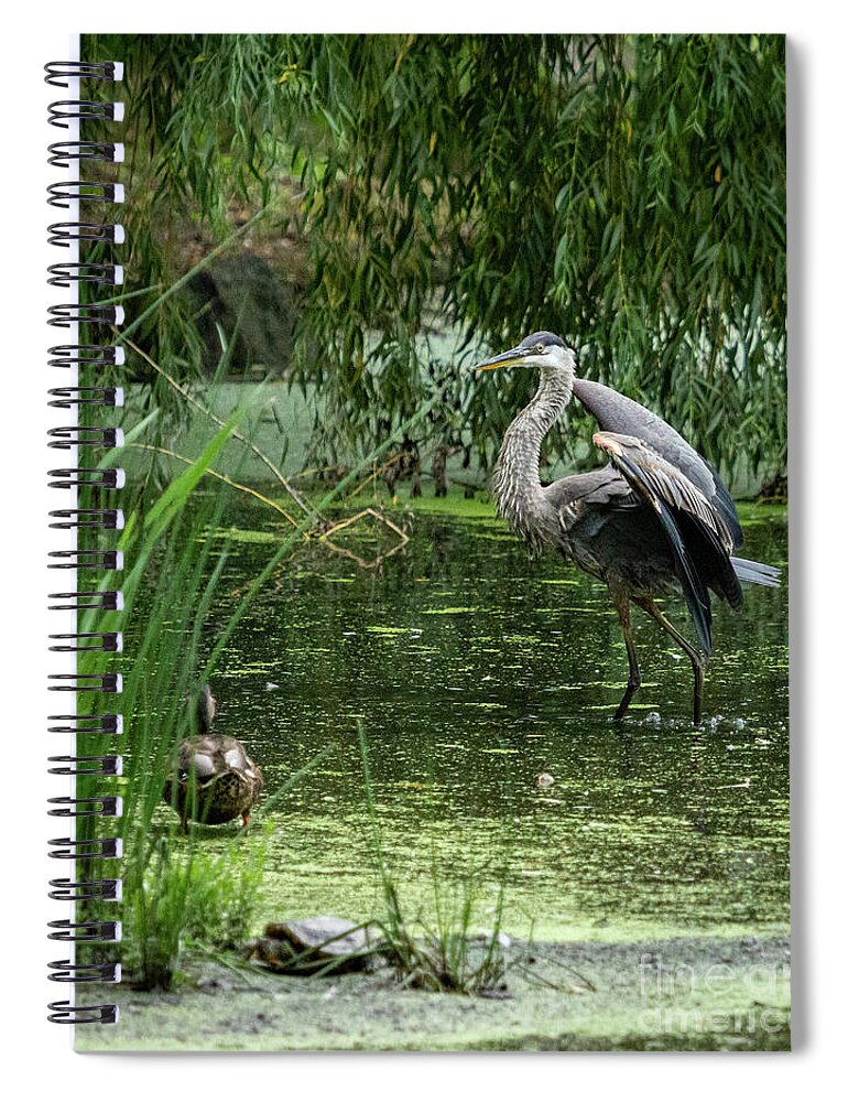 Great Blue Heron Spiral Notebook featuring the photograph Great Blue Heron by Alyssa Tumale
