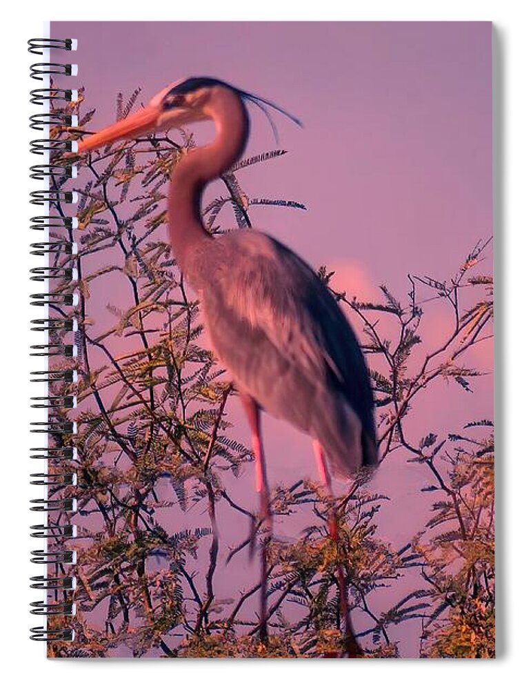 Arizona Spiral Notebook featuring the photograph Great Blue Heron - Artistic 6 by Judy Kennedy