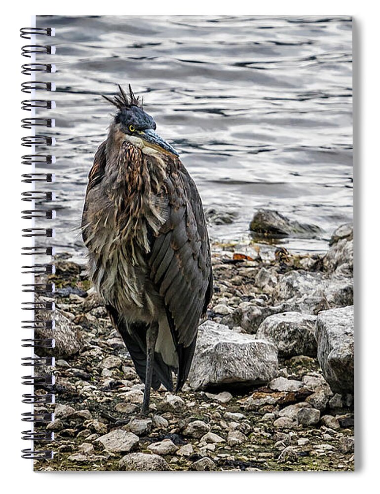 Great Blue Heron Spiral Notebook featuring the photograph Great Blue Heron at Carmen Reservoir, No. 1 by Belinda Greb