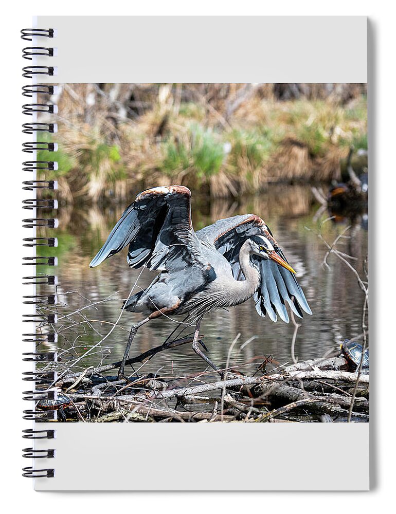 Afternoon Spiral Notebook featuring the photograph Great Blue Heron at the Needham Reservoir by Ilene Hoffman