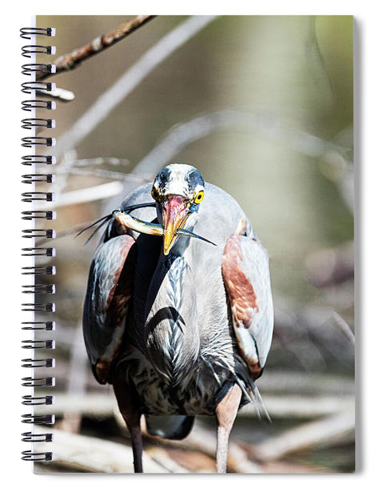 Afternoon Spiral Notebook featuring the photograph Great Blue Heron Catches Fish at the Needham Reservoir by Ilene Hoffman