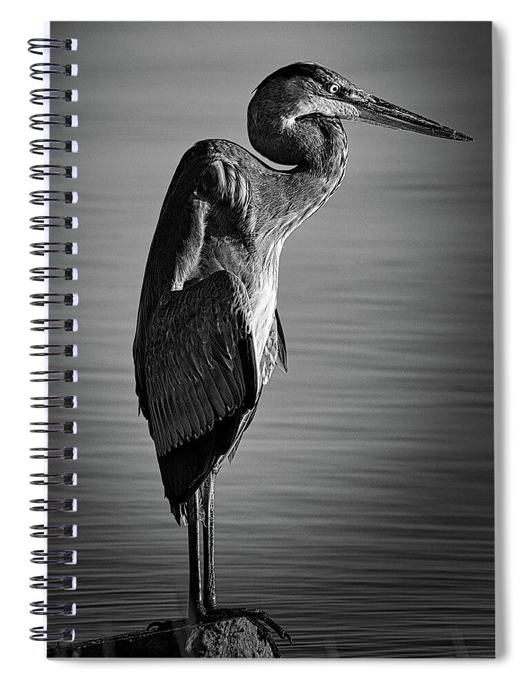  Swan Spiral Notebook featuring the photograph Great Blue Heron In Contemplation by Rene Vasquez