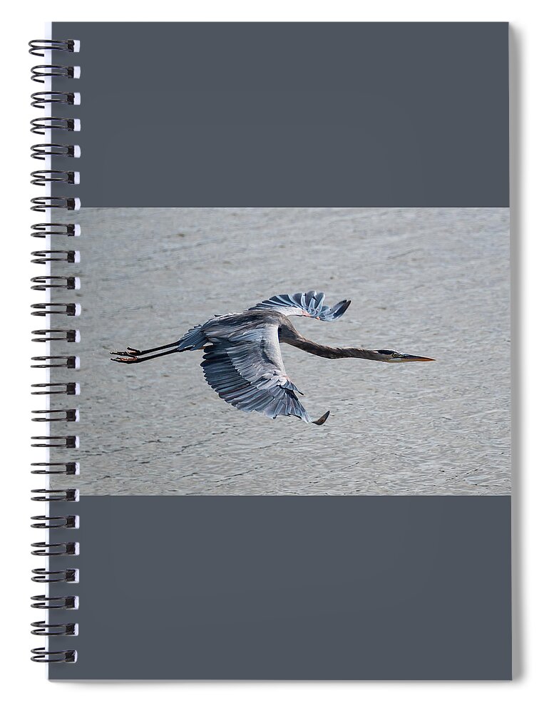 Heron Spiral Notebook featuring the photograph Great Blue Heron In Flight by Grant Twiss