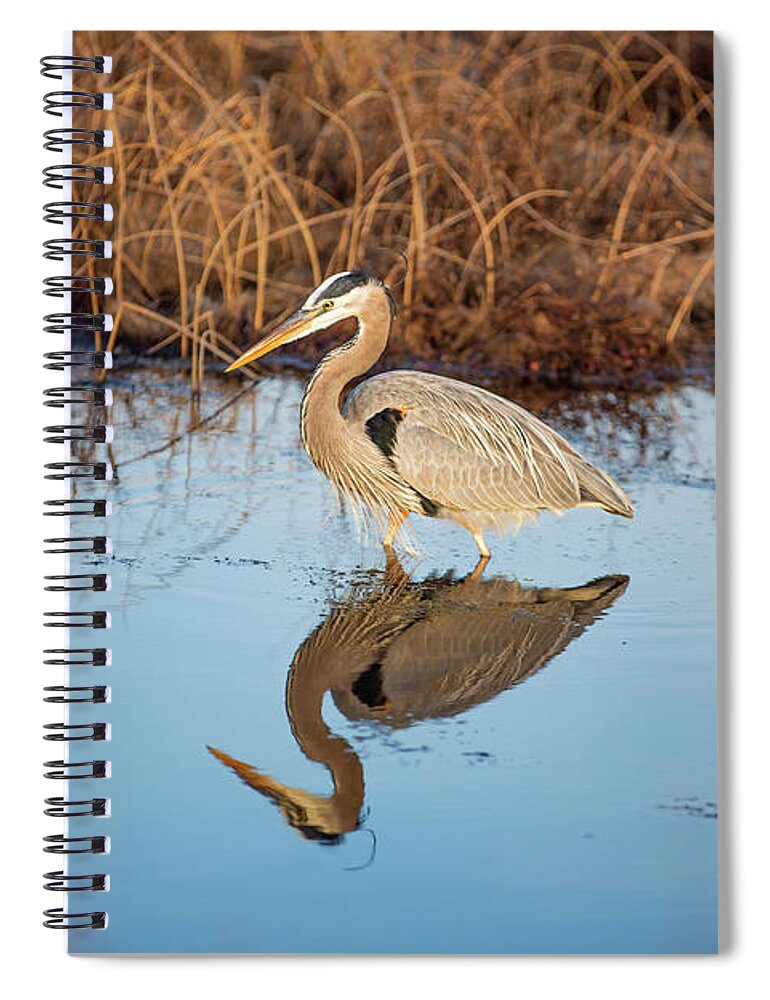 Back Bay Spiral Notebook featuring the photograph Great Blue Heron Reflection by Donna Twiford