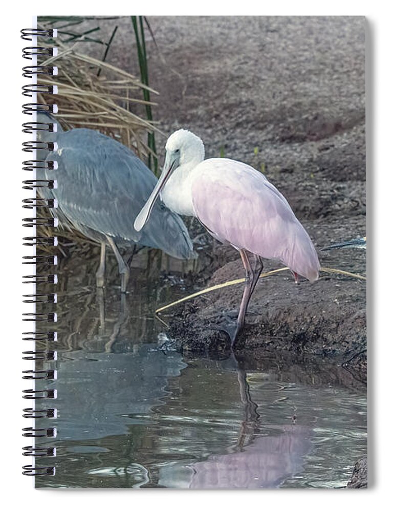 Great Blue Heron Spiral Notebook featuring the photograph Great Blue Heron, Roseate Spoonbill, Snowy Egret 1590-021221-2 by Tam Ryan