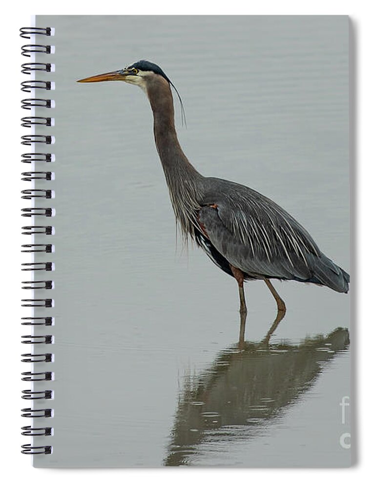 Ardea Herodias Spiral Notebook featuring the photograph Great Blue Heron Wading in a Pond by Nancy Gleason