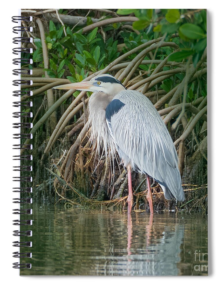 Great Blue Heron Spiral Notebook featuring the photograph Great Blue Heron with Mating Plumage at Honeymoon Island State Park by L Bosco