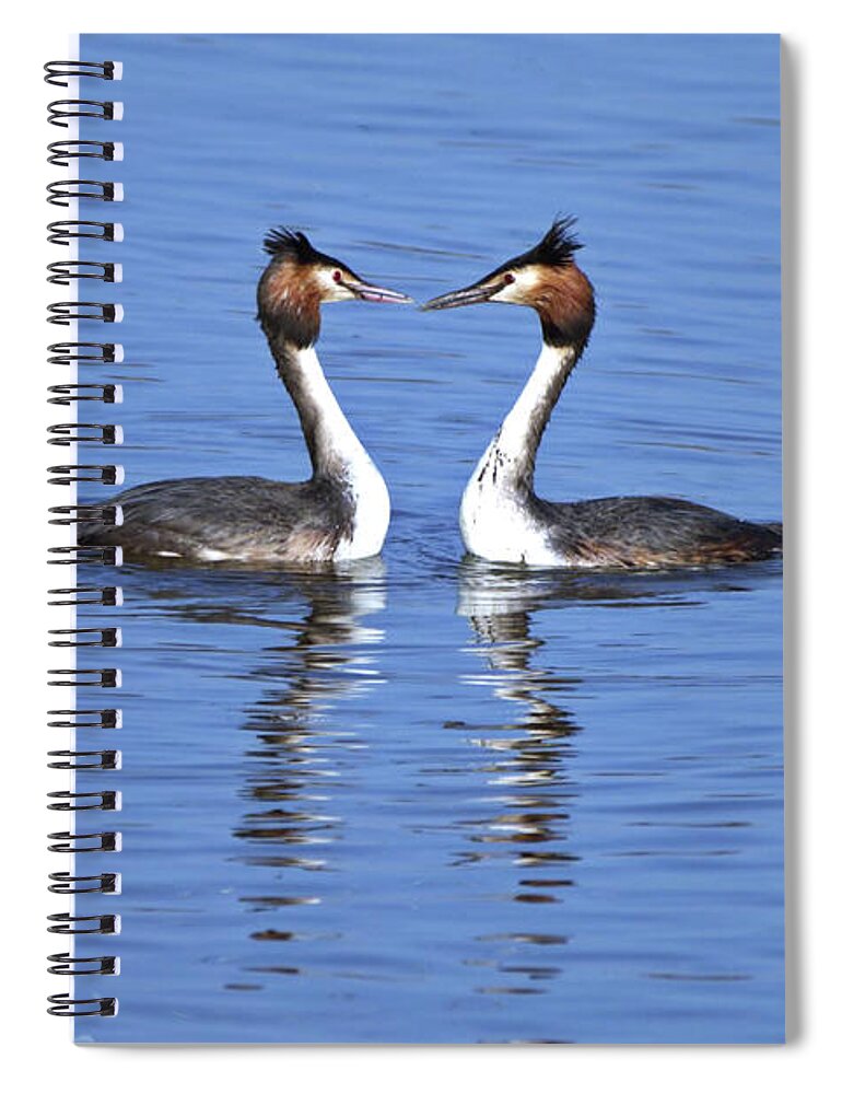Birds Spiral Notebook featuring the photograph Great Crested Grebes by Stephen Melia