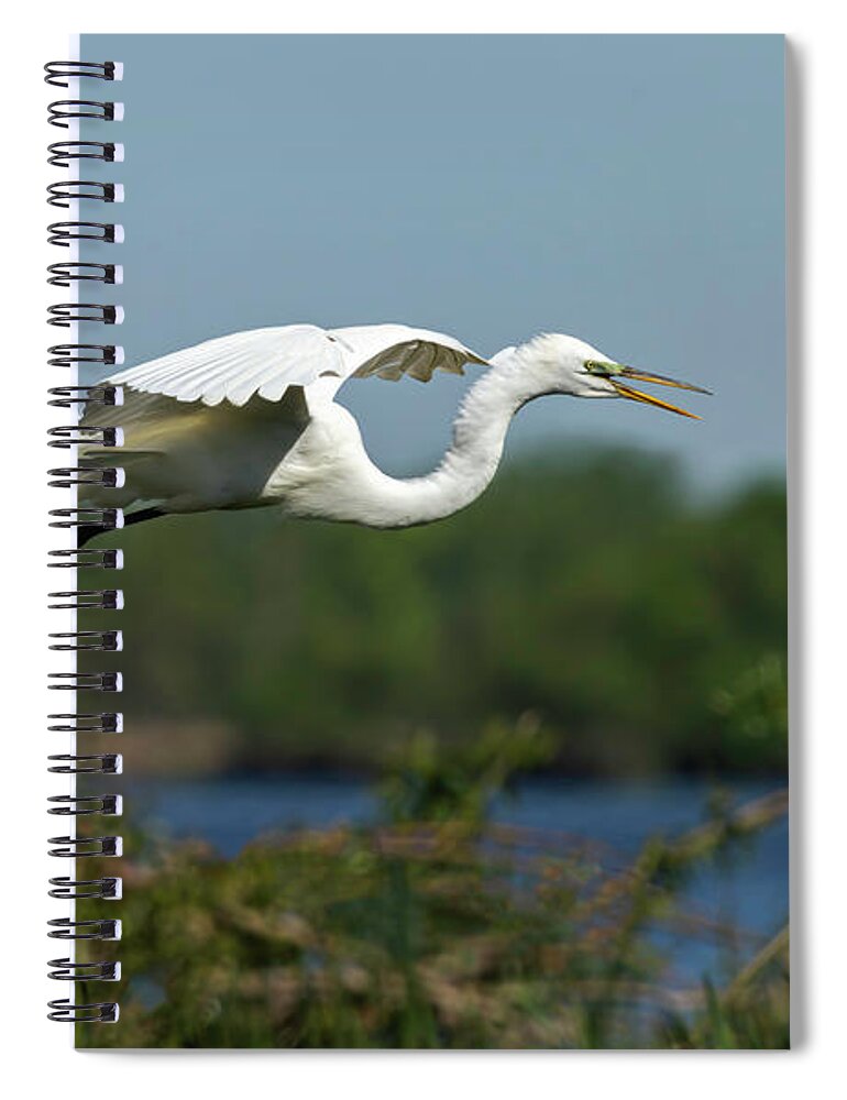 Great Egret Spiral Notebook featuring the photograph Great Egret 2014-16 by Thomas Young