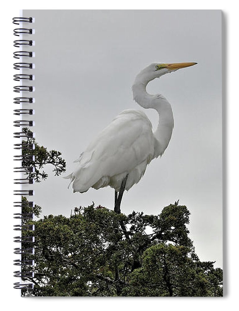 Great Egret Spiral Notebook featuring the photograph White Egret Posed by Doolittle Photography and Art