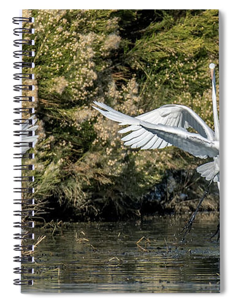 Great Egrets Spiral Notebook featuring the photograph Great Egrets 4869-010521-2 by Tam Ryan
