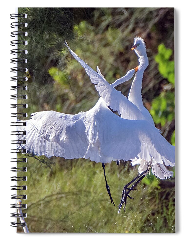 Great Egret Spiral Notebook featuring the photograph Great Egrets 8224-060121-3 by Tam Ryan