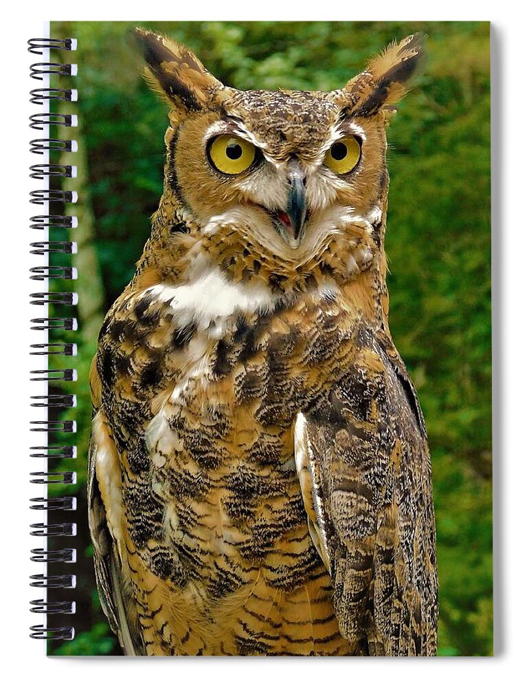 - Great Horned Owl 2 Spiral Notebook featuring the photograph - Great Horned Owl 2 by THERESA Nye