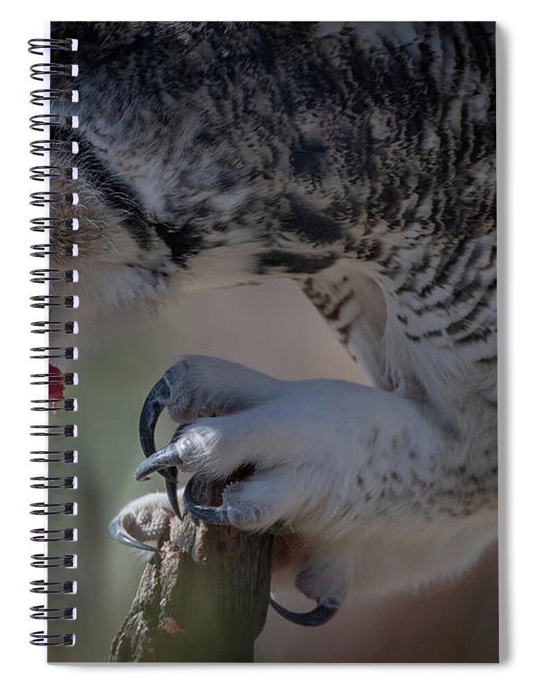 Great Horned Spiral Notebook featuring the photograph Great Horned Owl close up by Hershey Art Images