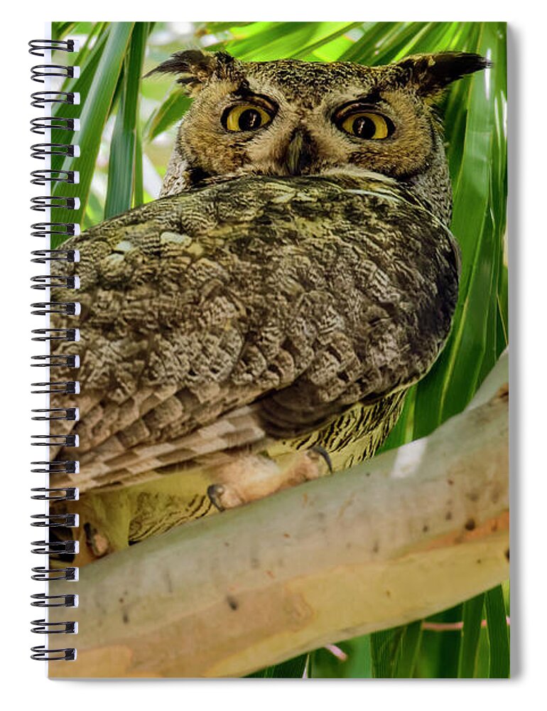 Great Horned Spiral Notebook featuring the photograph Great Horned Owl h20322 by Mark Myhaver