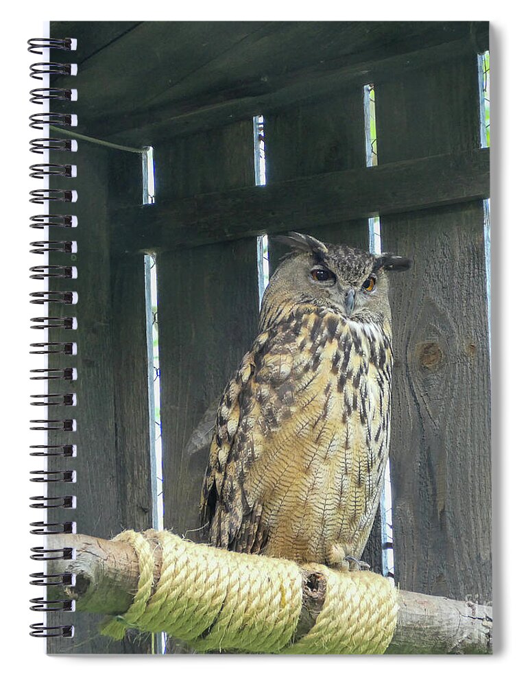Owl Spiral Notebook featuring the photograph Great horned owl in a corner by Bentley Davis