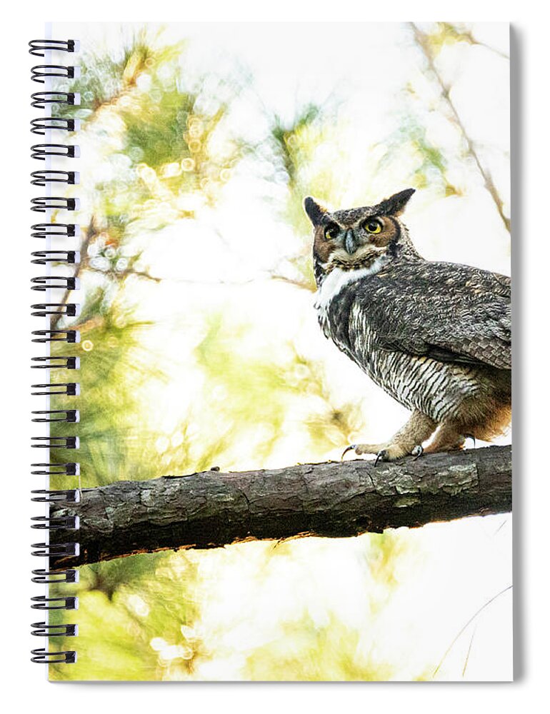 Owl Spiral Notebook featuring the photograph Great Horned Owl in the Croatan National Forest by Bob Decker