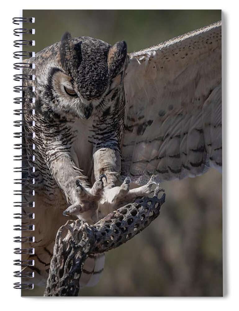 Great Horned Owl Spiral Notebook featuring the photograph Great Horned Owl landing by Hershey Art Images