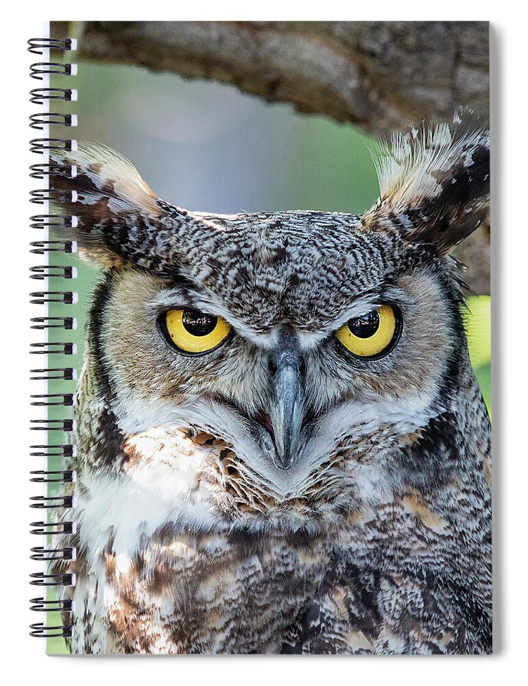 Great Horned Owl Spiral Notebook featuring the photograph Great Horned Owl Perched by Dawn Key