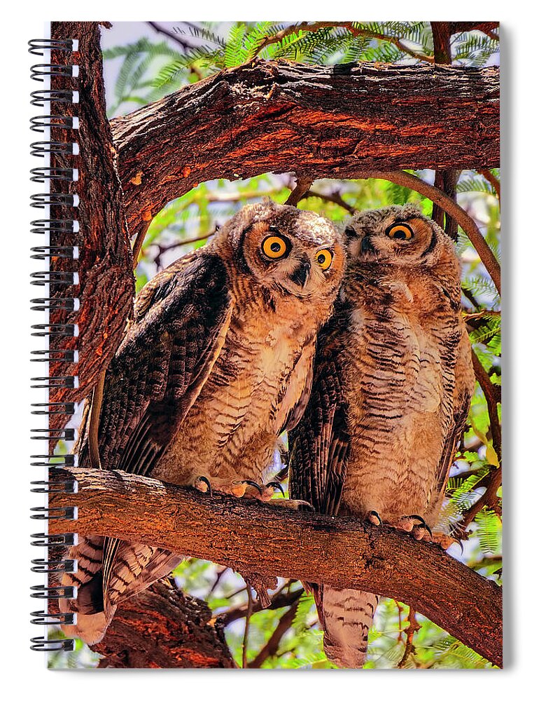 Great Spiral Notebook featuring the photograph Great Horned Owls v124129 by Mark Myhaver